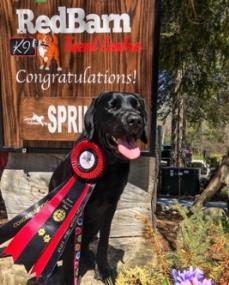 A black dog wearing several award ribbons sits in front of a sign reading RedBarn K9s Congratulations!
