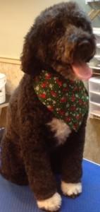 A fluffy black dog with white paws and a green, patterned bandana sits happily, tongue out.