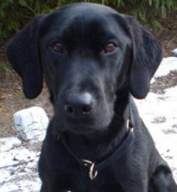 Black Labrador Retriever sitting outdoors on a snowy surface.
