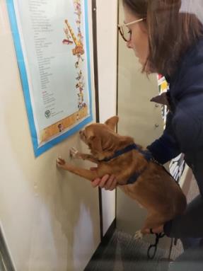A woman holds a small dog up to a poster, allowing the dog to interact with it using its paw.
