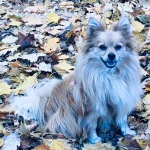 Fluffy dog sitting among fallen autumn leaves.