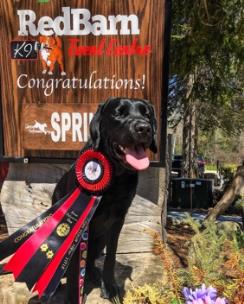 A black Labrador with award ribbons sits in front of a sign reading Red Barn K9 Congratulations! near a wooded area.