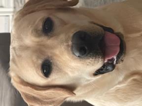 A smiling yellow Labrador Retriever with its tongue out, facing the camera.