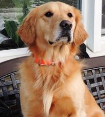 Golden retriever with an orange collar sitting on a bench.