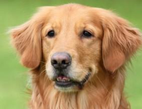 Golden Retriever with a soft expression, set against a blurred green background.