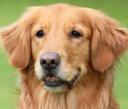 Golden retriever with a gentle expression, looking slightly to the side against a blurred green background.
