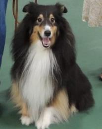A fluffy dog with a tricolor coat sits on a green floor, looking forward with an open mouth.