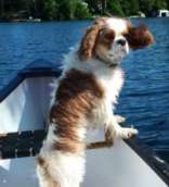 A small dog with brown and white fur stands on the edge of a boat, looking over a lake.