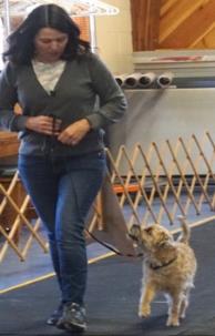 Person walking a small dog on a leash inside a room with wooden barriers.