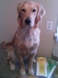 Golden Retriever sitting indoors next to yellow and green award ribbons.