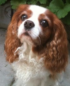Cavalier King Charles Spaniel with curly ears looking upward, surrounded by green leaves.