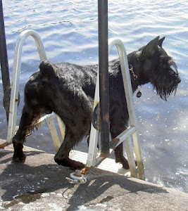 A black dog stepping up a metal ladder from a body of water.