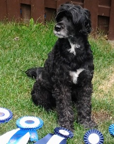 Black and white dog sitting on grass, surrounded by several blue and white award ribbons.