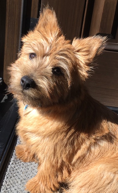 Terrier dog sitting indoors, bathed in sunlight, looking towards the camera.