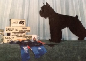Schnauzer standing by awards and ribbons in a show setting.