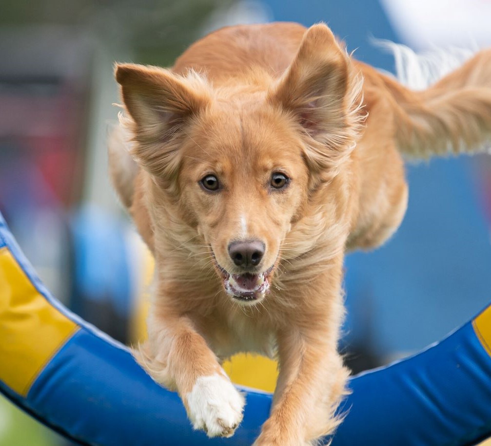 Golden retriever jumping through a blue and yellow agility hoop.
