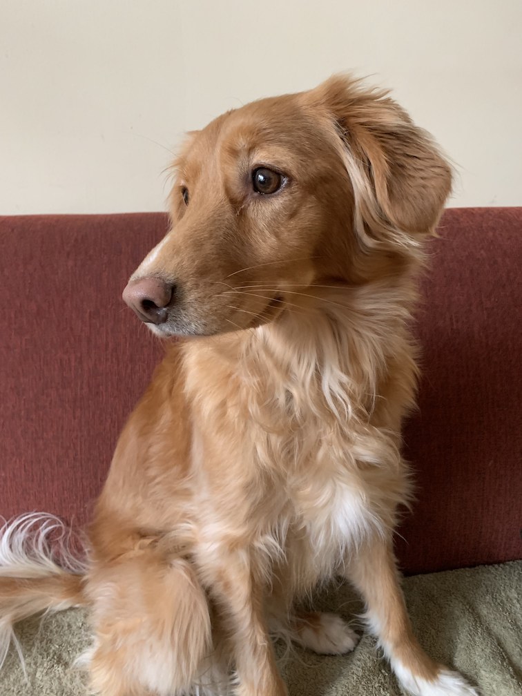 Golden-brown dog sitting on a red couch, looking to the side.