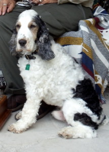 A black and white dog with long ears sits on the ground, leaning against a person's legs covered by a colorful blanket.
