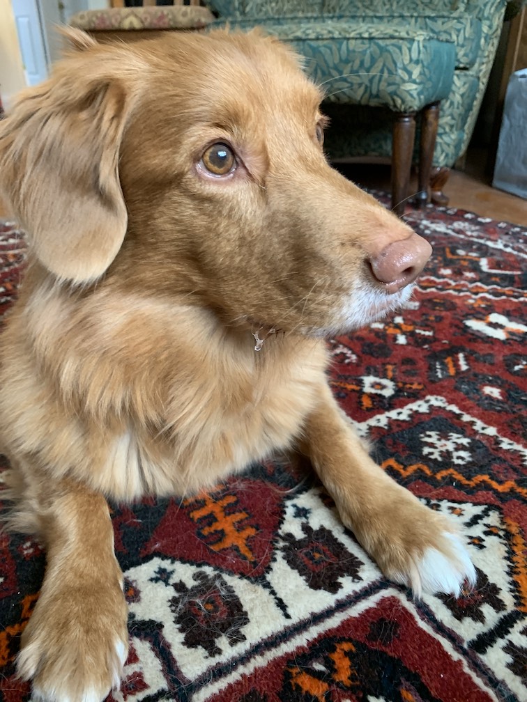 Golden-brown dog with white paws laying on a patterned rug.