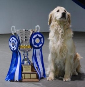 Golden retriever sitting beside a large trophy adorned with blue and white rosettes.