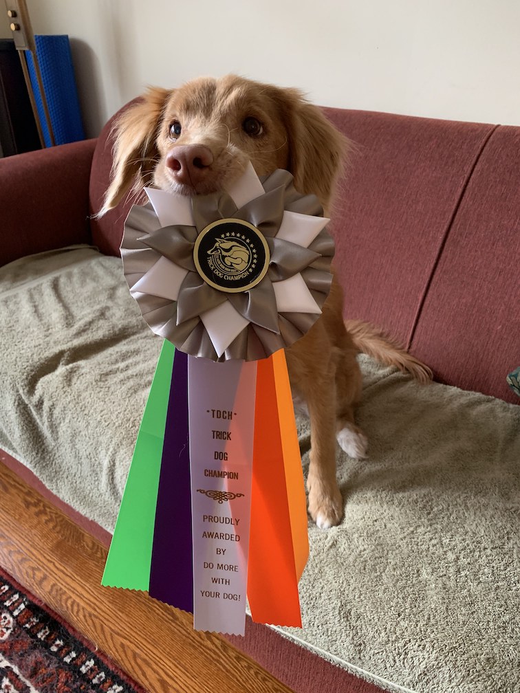 Dog sitting on a couch, holding a large ribbon with text TDCH Trick Dog Champion, proudly awarded by Do More With Your Dog!