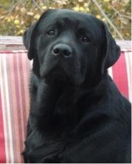 Black Labrador sitting on a red and white striped cushion outdoors.