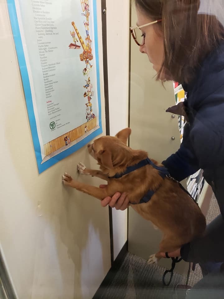 A woman holding a small dog up to a wall, with the dog placing its paws on a colorful poster.