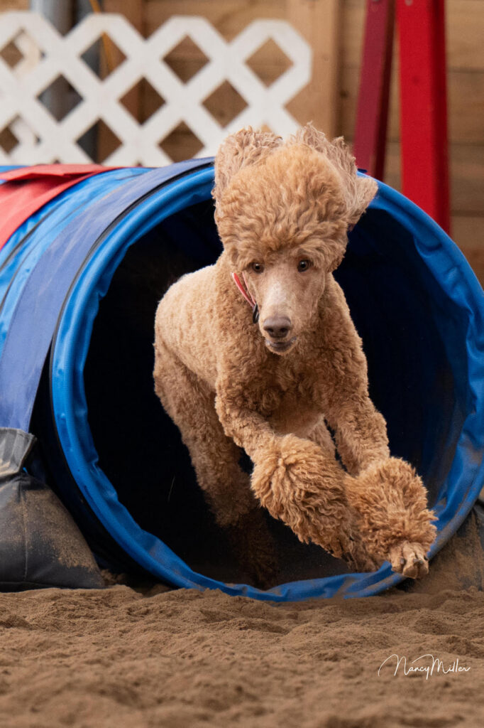 Poodle exiting a blue agility tunnel on a dirt surface.