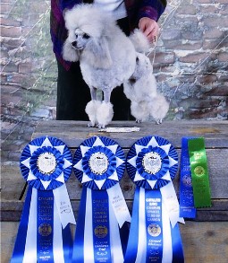 A poodle stands on a table next to multiple award ribbons, including blue and green, signifying achievements at a dog show.