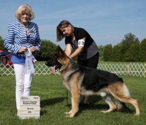 A German Shepherd being presented at an outdoor dog show with a handler and judge nearby, alongside a show plaque.