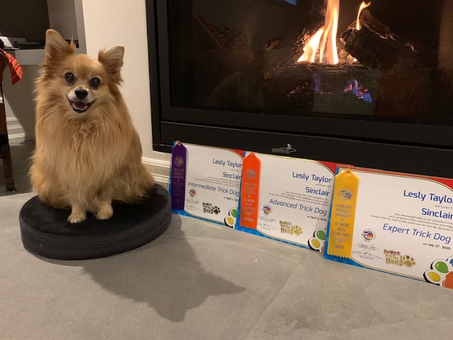 A dog sits on a cushion beside three Trick Dog certificates displayed in front of a fireplace.
