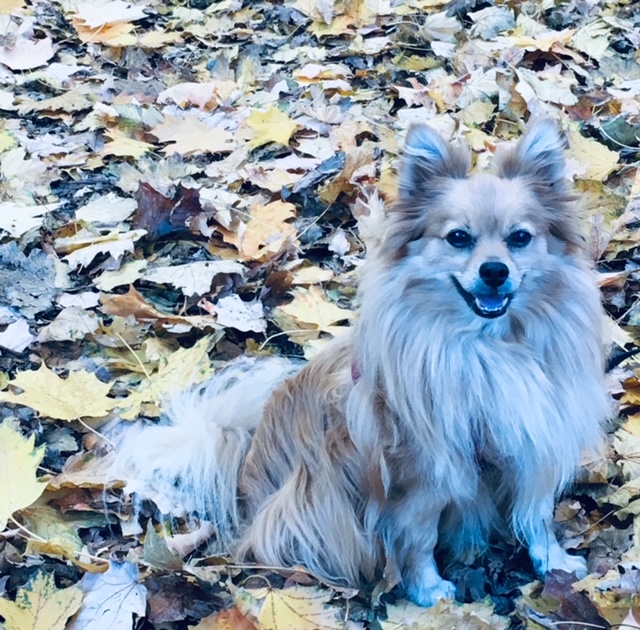 Small fluffy dog sitting on fallen autumn leaves.