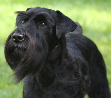 Black schnauzer with a long beard standing on grass.