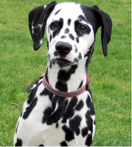 Dalmatian with a red collar sitting on grass.