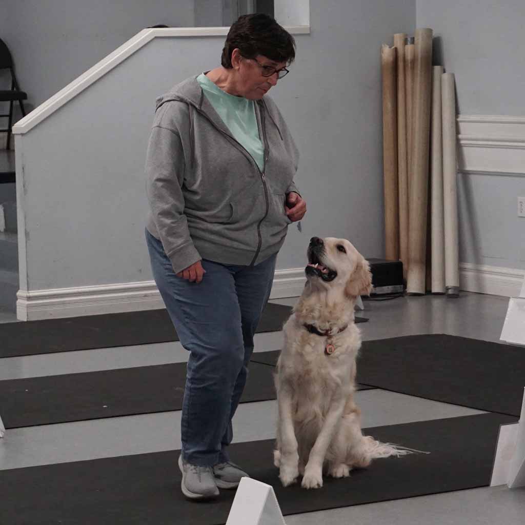 A person in casual clothing walks alongside a sitting golden retriever indoors during a training session.