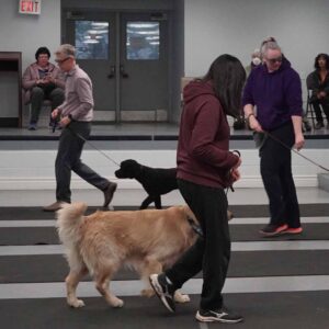 People walking dogs in a training class, with others observing in the background.