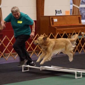 A golden retriever jumps over an obstacle alongside a smiling person in a teal shirt inside an indoor training area.