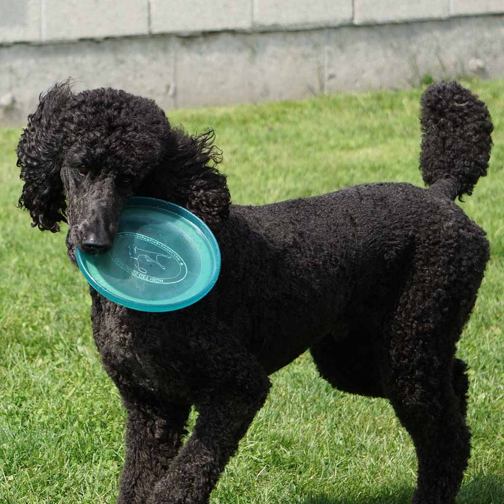 Black poodle holding a blue frisbee in its mouth while standing on grass.
