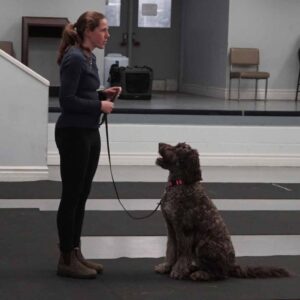A woman in a training room holding a leash stands in front of a seated dog, which is looking up at her attentively.