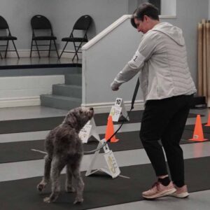 Person guiding a dog on a leash through an indoor obstacle course marked with orange cones and signposts.